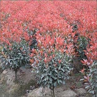 苗木花卉與農副產品的市場前景——以雪松、廣玉蘭、香樟及蔬菜為例