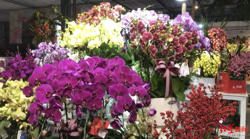 年宵花市場火熱部分產品賣斷貨，期待成都國際園藝盛會迎五大洲奇珍異草