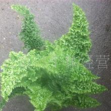 禮品工藝品草本類花卉與蔬菜大全 價(jià)格、批發(fā)與廠家指南