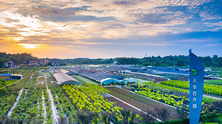 大足兩會(huì)特別報(bào)道丨花卉 2022年精美的'時(shí)刻'會(huì)說(shuō)話