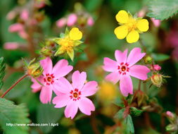 花卉攝影壁紙 一花一世界，捕捉自然的詩意瞬間
